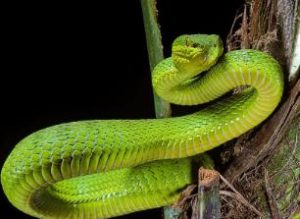 Los científicos descubren una nueva serpiente y la nombran Salazar Slytherin